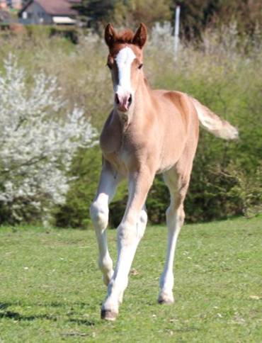 welsh cob valhallas hot chili web1.JPG