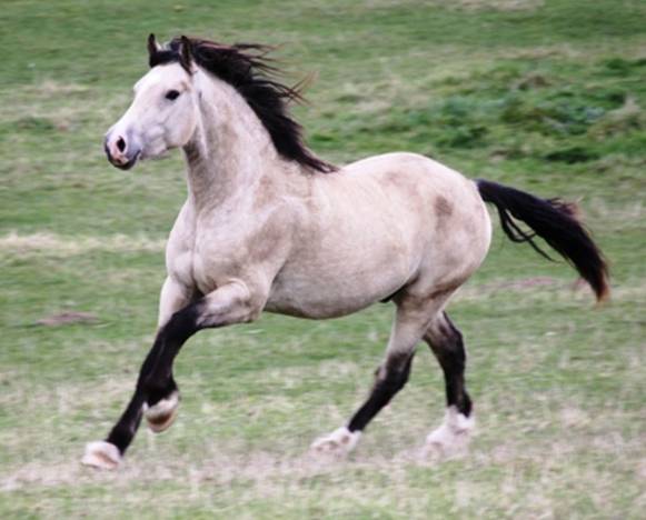 Welsh Cob Valhallas Victor Llwyd okt 2010 web1.jpg